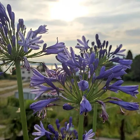 Villa Agapanto Pacengo Di Lazise